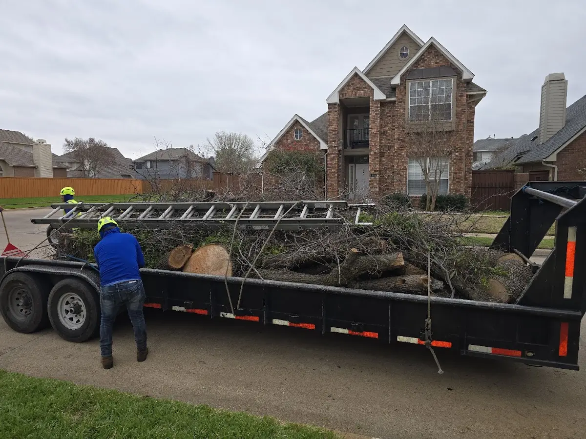 Expert Tree Removal with proper safety equipment in Plymouth